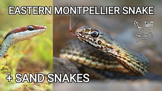 Eastern Montpellier snake Malpolon insignitus big rearfanged European snake sand snakes [upl. by Leik391]