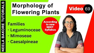 Families  Leguminoceae Mimoseae and Caesalpineae  Morphology of Flowering Plants  NEET 2024 [upl. by Abisha755]