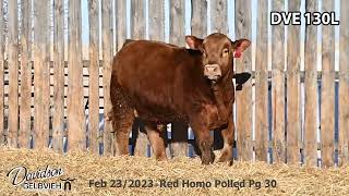 Davidson Gelbvieh Bull Lot DVE 130L sells Friday March 1 2024 [upl. by Eggleston339]