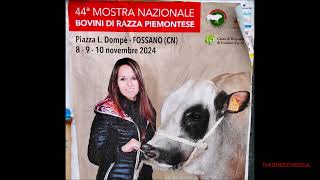 44a MOSTRA NAZIONALE BOVINI RAZZA PIEMONTESE E MOSTRA CAMPANACCI A FOSSANO CN SAB 9  11  2024 [upl. by Reine]