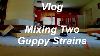 Vlog  Mixing Two Guppy Strains [upl. by Duster]