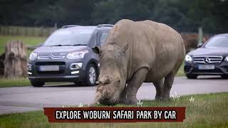 Go on safari at Woburn Safari Park this Summer [upl. by Brade]