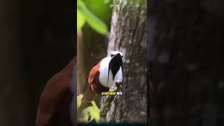 The White Bellbird A Peculiar Bird with the Loudest Call in the World birds [upl. by Sherwood]