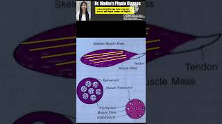 Connective tissues in and around muscleSkeletal muscle structure and function2024 musclehindi [upl. by Yaakov]