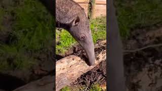 Anteaters  anteater factsoflife factsofanimals shortfeeds [upl. by Eceinhoj]