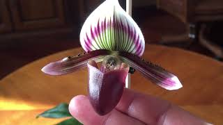 ЦВЕТЕНИЕ PAPHIOPEDILUM BARBATUM Bearded [upl. by Elehcir]