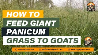 How To Feed Giant Panicum To Goats  ep15 goatfarming farming [upl. by Graf]