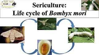 Life cycle of Bombyx mori  Life cycle of silk worm  Bombyx mori  caterpillarSericulture  Part 2 [upl. by Lopes]