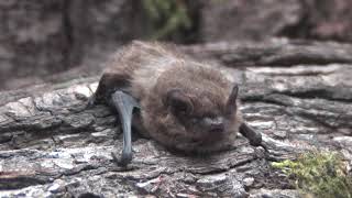 The Soprano Pipistrelle Bat [upl. by Nimesh658]