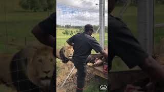 Feeding day at the GG Lion Sanctuary [upl. by Veriee472]