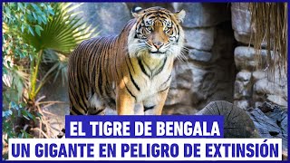 ¿Cómo es un tigre de bengala El peligroso animal en peligro de extinción [upl. by Gunnar]