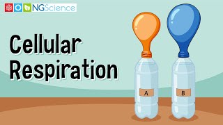 Cellular Respiration [upl. by Nivan708]