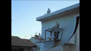 Palomas mensajeras Blancas Granada [upl. by Eilatam964]