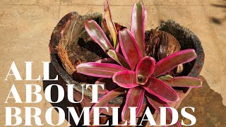 Neoregelia Bromeliad Annick Care Tips [upl. by Ikcin306]