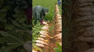 Radish Harvesting amp Processing shorts youtubeshorts shortsvideo [upl. by Elynad]