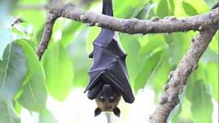 True Facts About The Fruit Bat [upl. by Alarice]