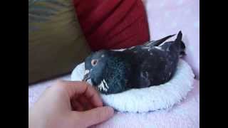 Introducing my pet pigeon Elmo [upl. by Hasan]