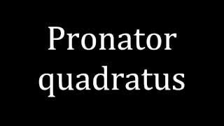 How to pronounce Pronator quadratus [upl. by Nageet]