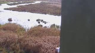 RSPB Leighton Moss Osprey Platform Live Stream [upl. by Schubert]