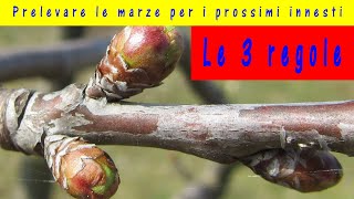 Marze per innesti 2024 quando prelevare la marza da innesto quale scegliere e come conservarle [upl. by Namas]