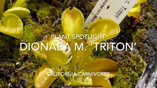 Plant Spotlight Dionaea m ‘Triton’ [upl. by Ackerley330]