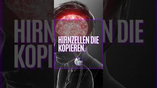 HIRNZELLEN DIE KOPIEREN [upl. by Ahsirtap]