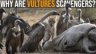 Why Dont Vultures Eat Live Prey [upl. by Duane]