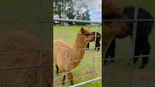 Cutie alpacas newzealand alpaca alpacafarm fyp fypシ゚viral fypage touristattractions [upl. by Esimaj]