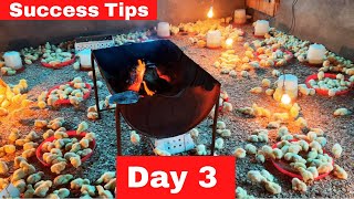 Brooding Day Old Chicks  Day 3 Best Tips For Successful Brooding [upl. by Attenov]