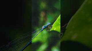 The bluetailed damselfly lepidopterist relaxing calmingmusic stressrelief stressfree [upl. by Miguelita]