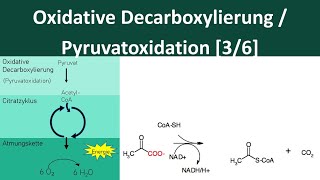 Oxidative Decarboxylierung  Pyruvatoxidation Zellatmung 36  Biologie Oberstufe [upl. by Wendell169]