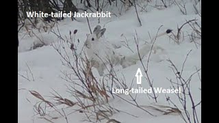 Caught on Camera  Ferocious Weasel Attack on Jackrabbit [upl. by Sweyn]