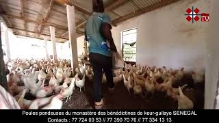 Moniales bénédictines du monastère de Keur Guilaye Poulailler des poules pondeuses [upl. by Ricketts315]