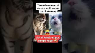 MACAN vs OYEN maungnya lebih serem mana nihshortvideo kucing funnyshorts lucu cat [upl. by Curley705]