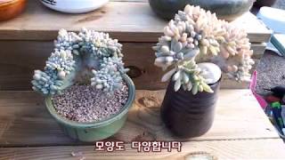 다육 식물 익스팩트리아철화 키우기 Succulent cristata [upl. by Okime249]