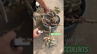 Become a Succulent Master in 30 Days with These Simple Tricks [upl. by Minabe]