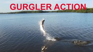 Tarpon Gurgler Action [upl. by Armbrecht]