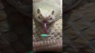 La SERPIENTE DE CASCABEL en 1 MINUTO 🐍 SHORTS [upl. by Nert]