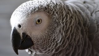 Parrot Aggression Dealing With OnePerson Birds [upl. by Yengac]