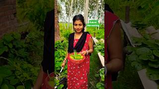 Organic Kakrol Harvesting  spiny gourd Harvesting  shorts [upl. by Eimam563]