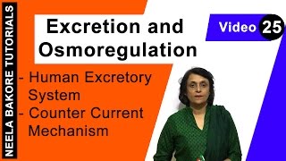 Excretion and Osmoregulation  NEET  Human Excretory System  Counter Current Mechanism  Dr Neela [upl. by Stacey]