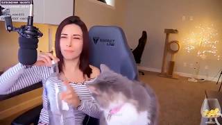 Alinity feeds her cat Vodka on Twitch stream [upl. by Trebloc]