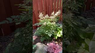 Goats beard Aruncus Diocicus garden gardening goatsbeard perennial ￼catherineshiddengarden [upl. by Riddle]