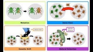 MECHANISM OF EVOLUTION [upl. by Ial516]