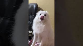 Rio ka smile 🥰  indian spitz dog  Indian spitz dog barking dog doglover [upl. by Berk]