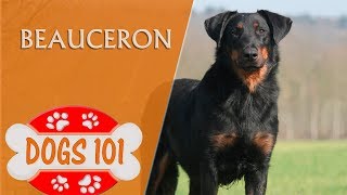 Dogs 101  BEAUCERON  Top Dog Facts about the Beauceron [upl. by Htir]