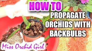 How to propagate orchids Part 2  Backbulbs [upl. by Nerval]