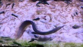 Macrognathus siamensis Peacock eel [upl. by Idmann]