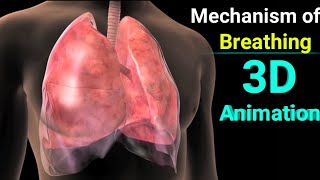 Mechanism Of Breathing InhalationExhalation 3D Animation Hindi 3Danimation [upl. by Llenna]