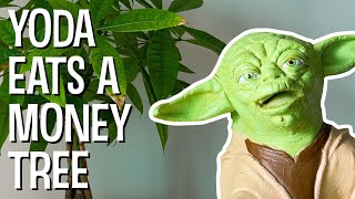 YODA EATS A MONEY TREE  The Puppet Yoda Show [upl. by Civ600]